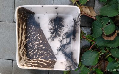 Raku – warsztaty ceramiki